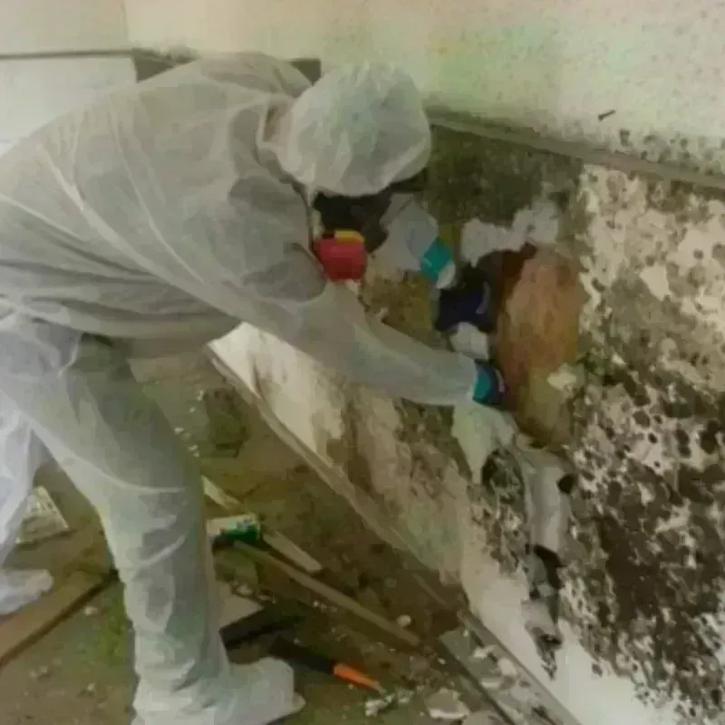 Mold Remediation and Removal in Portland, IN